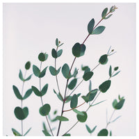 Eucalyptus #1 - Fine Art Photograph