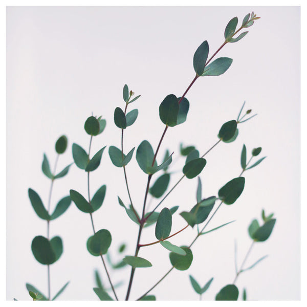 Eucalyptus #1 - Fine Art Photograph
