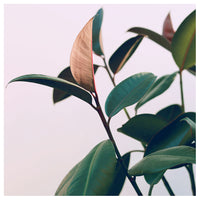 Ficus Elastica #4 -  Fine Art Photograph