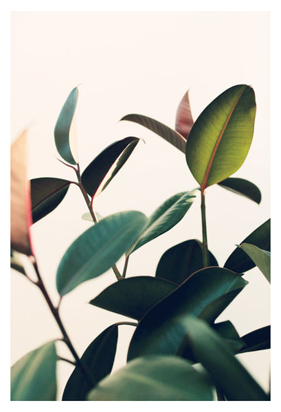Ficus Elastica #8 -  Fine Art Photograph