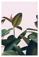 Ficus Elastica #6 -  Fine Art Photograph