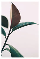 Ficus Elastica #7 -  Fine Art Photograph