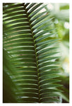 Green Space #2 - Fine Art Photograph