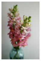 Snapdragon #2-  Fine Art Photograph