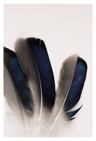 Blue Mallard #1 - Fine Art Photograph