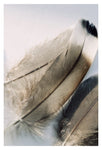 Mallard #1 - Fine Art Photograph