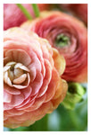 Blossom - Fine Art Photograph