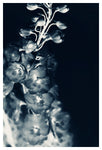 Cyan Delphinium #2 - Fine Art Photograph
