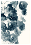 Cyan Delphinium #3 - Fine Art Photograph