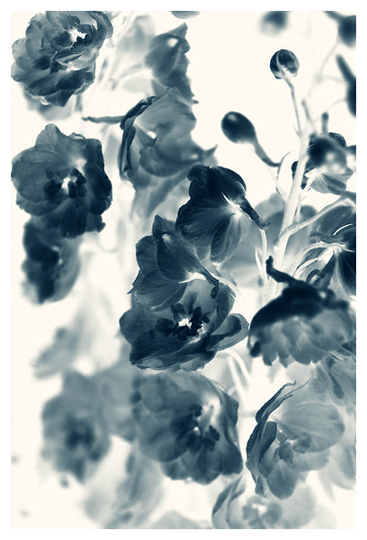 Cyan Delphinium #3 - Fine Art Photograph