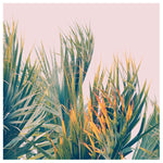 Sun Kissed - Fine Art Photograph