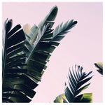 Wild - Fine Art Photograph