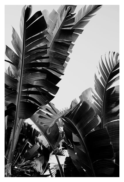 Stunning banana plant leaves in black and white photographed by Alicia ...