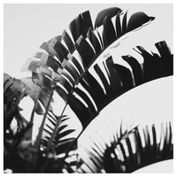 No. 4 - Fine Art Photograph