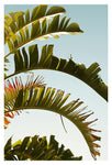 Balmy - Fine Art Photograph