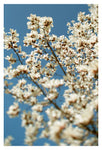 I'll Be Fine - Fine Art Photograph