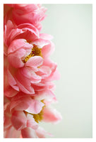 Mimi - Fine Art Photograph