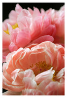 Soft Thoughts - Fine Art Photograph