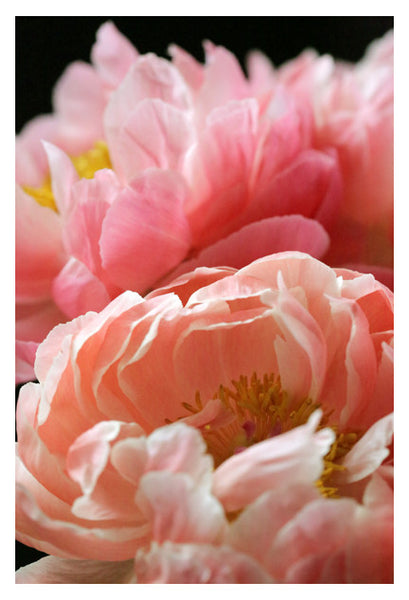 Soft Thoughts - Fine Art Photograph
