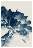 Blue Paeonia #3 -  Fine Art Photograph