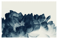 Blue Paeonia #1 -  Fine Art Photograph