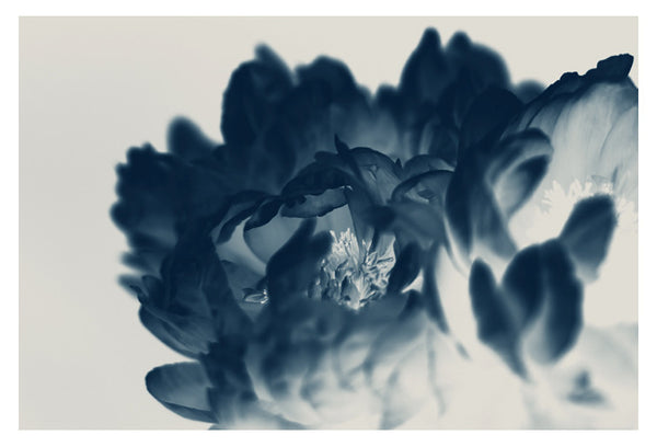 Blue Paeonia #5 -  Fine Art Photograph