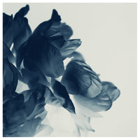 Blue Paeonia #6 -  Fine Art Photograph