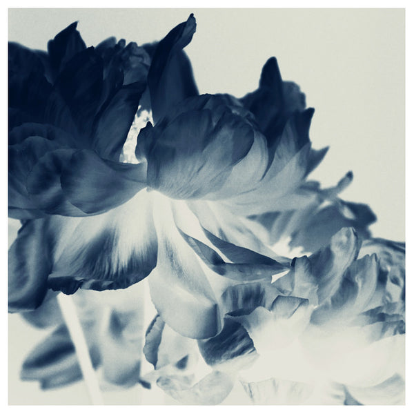 Blue Paeonia #2 -  Fine Art Photograph