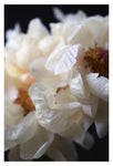 My Fair Lady - Fine Art Photograph