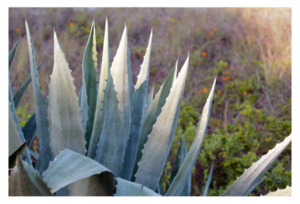 Agave Morning -  Fine Art Photograph