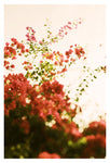 Bougainvillea Morning - Fine Art Photograph