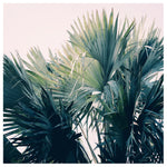 Island Vibe - Fine Art Photograph