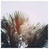 Flare #4- Fine Art Photograph
