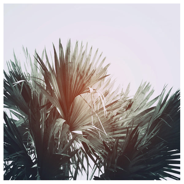 Flare #4- Fine Art Photograph