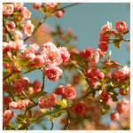 Spring Things - Fine Art Photograph