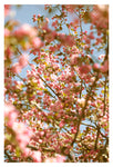 May Sky - Fine Art Photograph