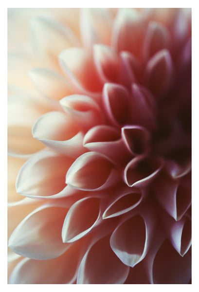 Pink Dahlia #1 - Fine Art Photograph