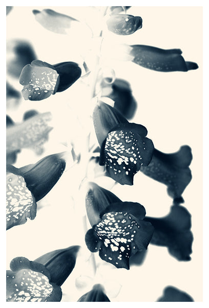 Cyan Foxglove #2 - Fine Art Photograph