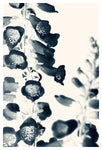 Cyan Foxglove #1 - Fine Art Photograph