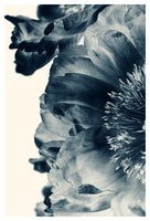 Blue Paeonia #7 - Fine Art Photograph