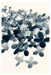 Cyan Hydrangea #1 - Fine Art Photograph