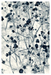 Cyan Chamomile #2- Fine Art Photograph