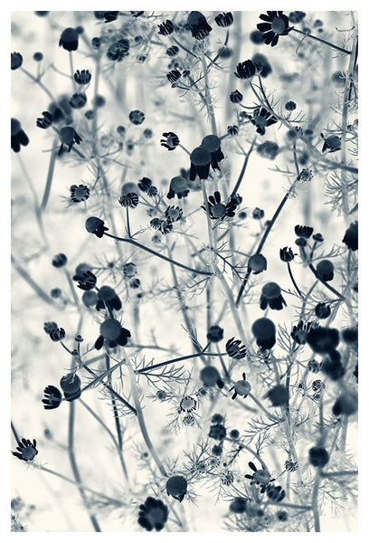 Cyan Chamomile #2- Fine Art Photograph