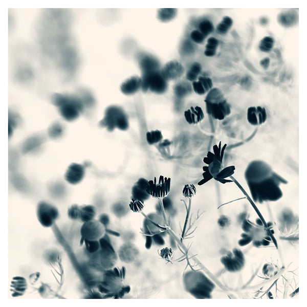 Cyan Chamomile #1 -  Fine Art Photograph