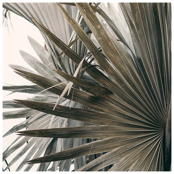Aged Palm #2 - Fine Art Photograph