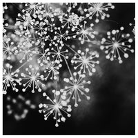 Dill #4 (BW) - Fine Art Photograph