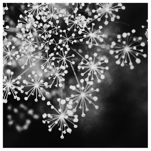 Dill #4 (BW) - Fine Art Photograph