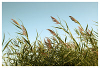 August Breeze #5 - Fine Art Photograph