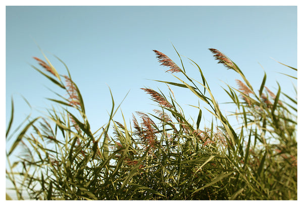 August Breeze #5 - Fine Art Photograph