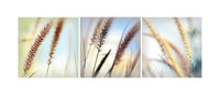 Pale Triptych - Fine Art Photograph